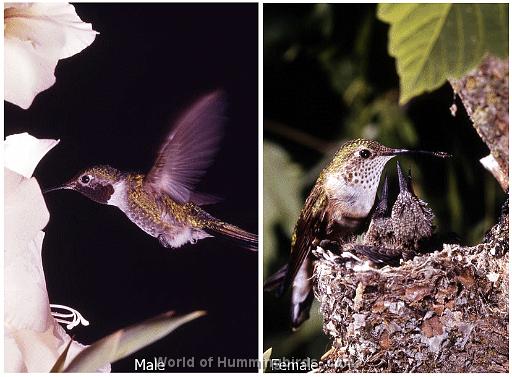 Hummingbird Garden Catalog: Broad-Tailed Hummingbird
